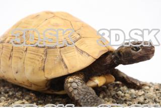 turtle 0020